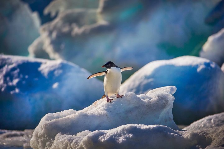 Adelliepinguin in der Antarktis