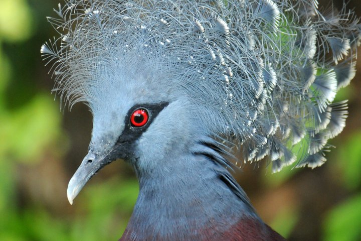 Kopf eines Vogels im Südpazifik