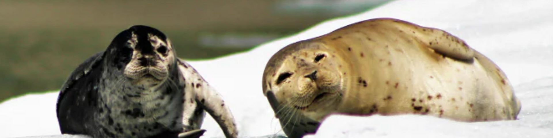 Robben in Alaska