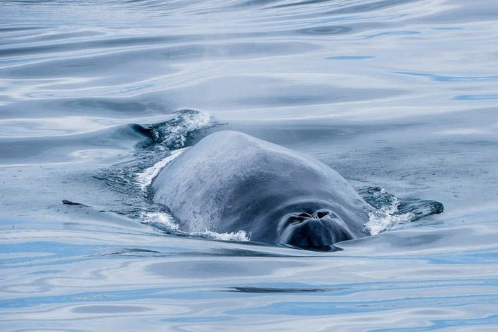 Wal vor Husavik Wal vor Husavik