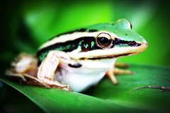 Baumfrosch auf Blatt sitzend