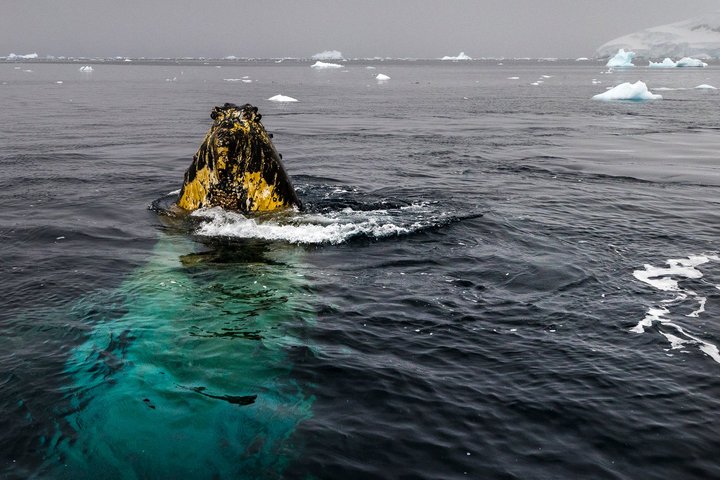 Buckelwal taucht hervor