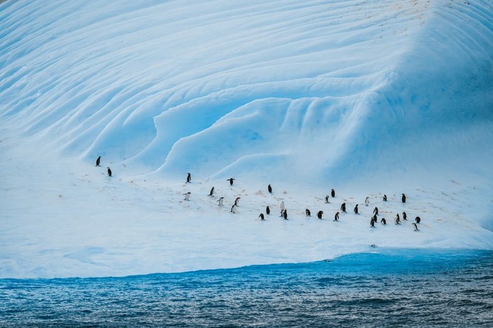 Pinguine auf der Antarktischen Halbinsel Pinguine auf der Antarktischen Halbinsel