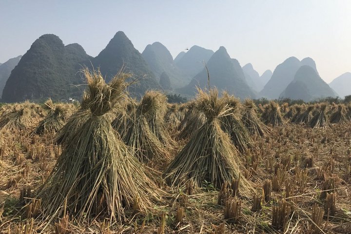 Felder in Yangshuo Felder in Yangshuo