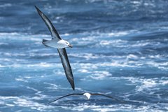Albatros mit riesiger Spannweite