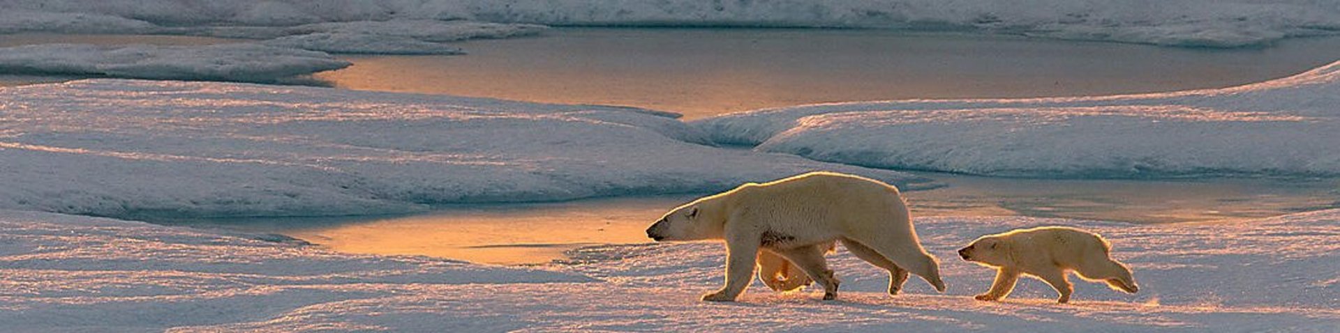 Eisbären auf einer Eisscholle