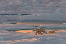 Eisbären auf einer Eisscholle auf Spitzbergen