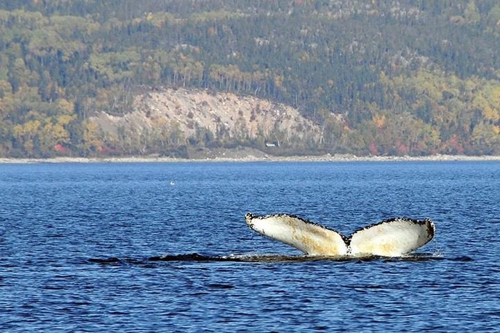 Wal Tadoussac