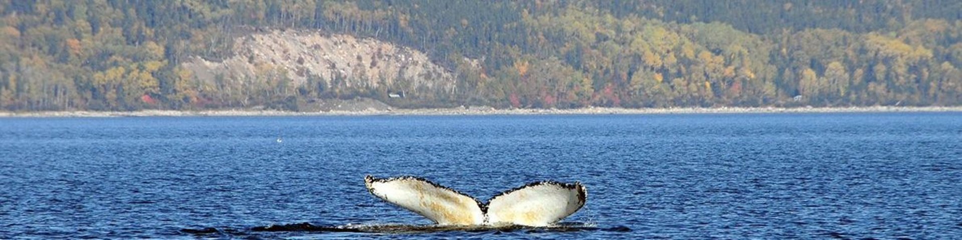Wal Tadoussac Wal Tadoussac