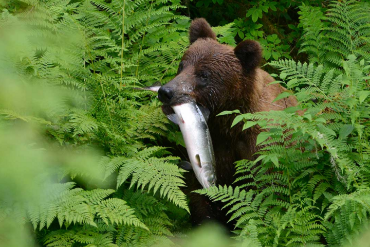 Bär in Wrangell/USA