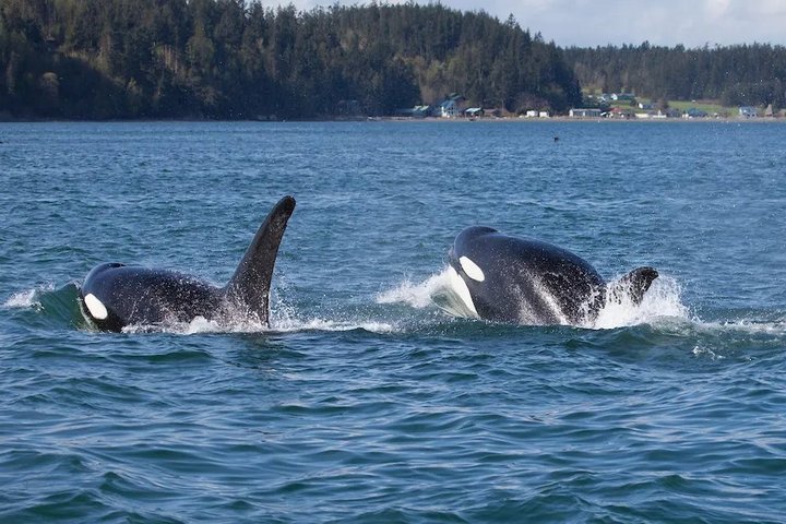 Orcas bei den San Juan Islands