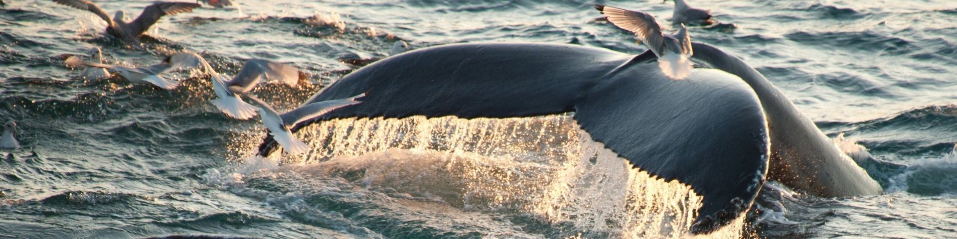 Abtauchender Buckelwal