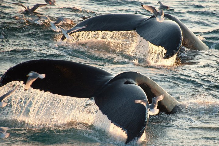 Abtauchender Buckelwal