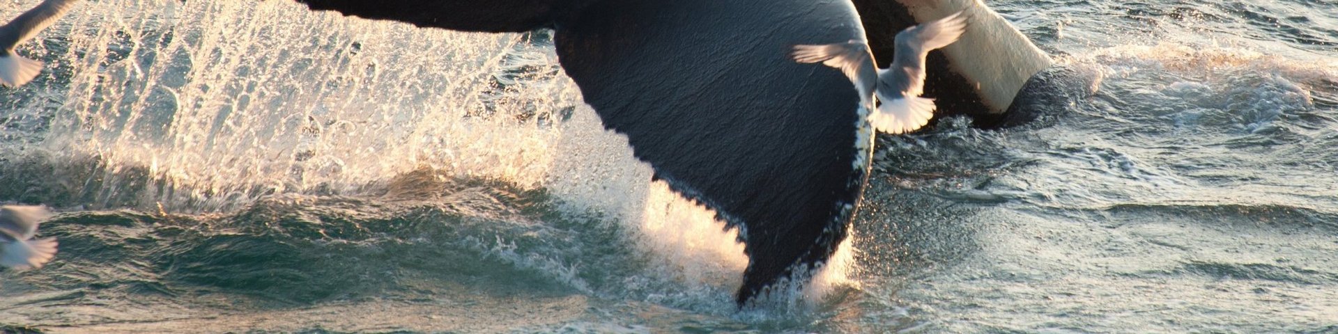 Abtauchender Buckelwal