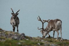Grasende Rentiere auf Spitzbergen