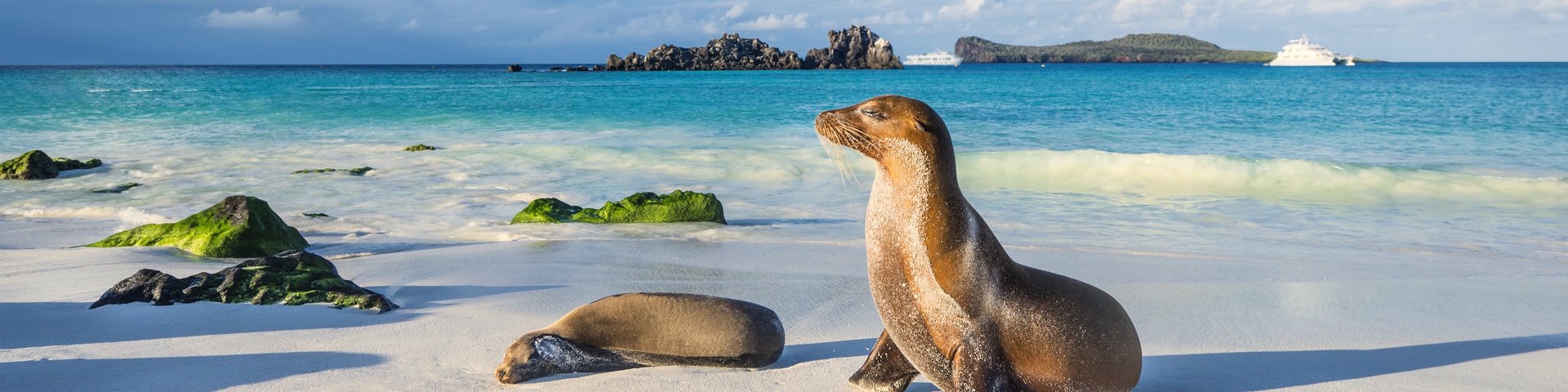 Traumstrand mit Seelöwe auf Galapagos