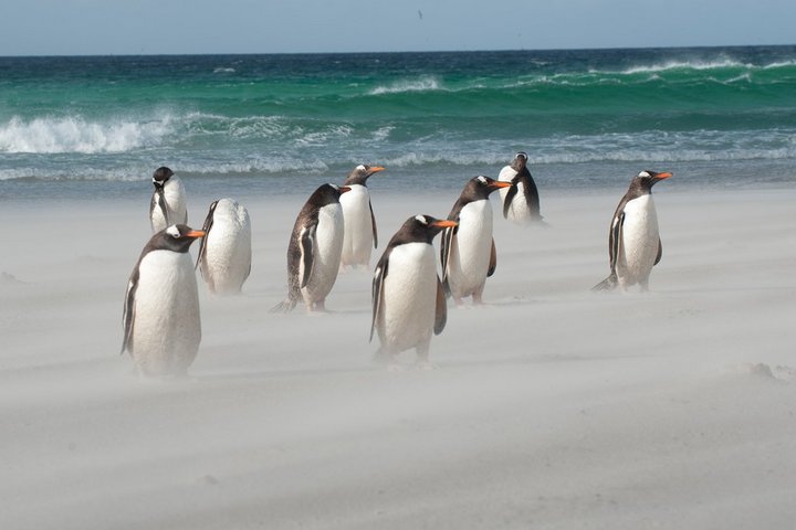 Eselspinguine am Strand