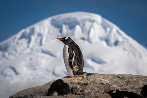 Eselspinguine in der Antarktis