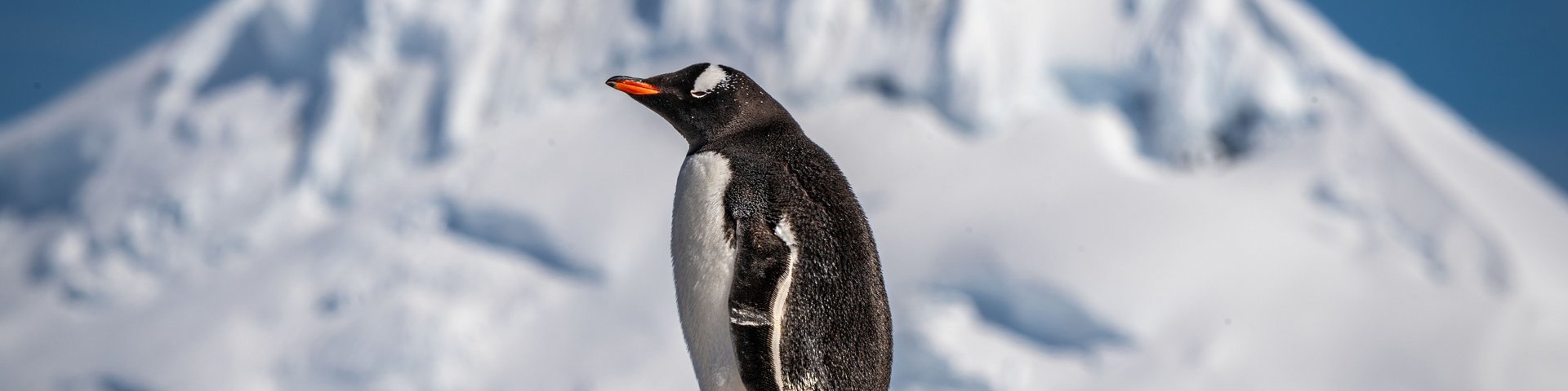 Eselspinguine in der Antarktis Eselspinguine in der Antarktis