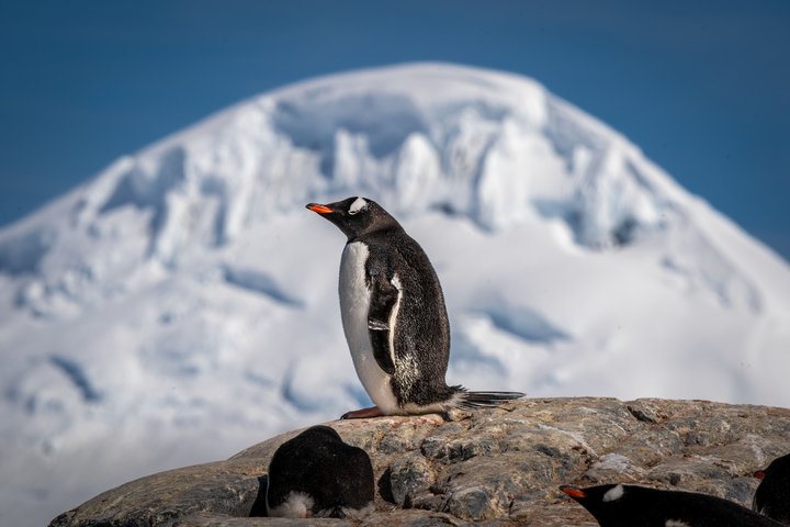 Eselspinguine in der Antarktis Eselspinguine in der Antarktis