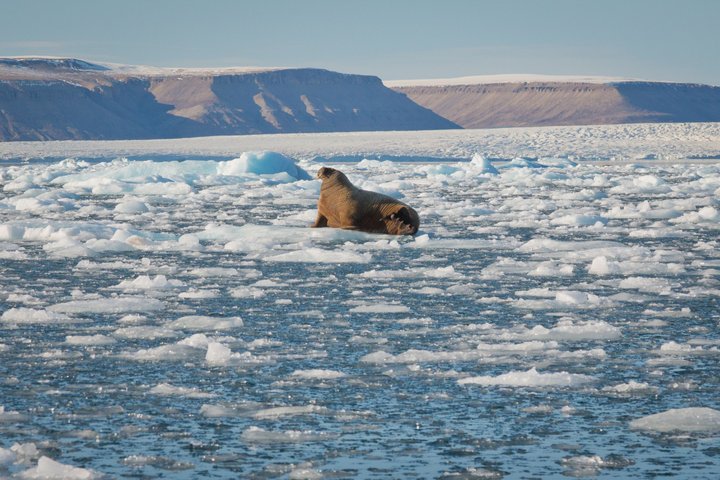Kanadische Arktis: Tierwelt, Nordwestpassage und Helikopterflüge Kanadische Arktis: Tierwelt, Nordwestpassage und Helikopterflüge