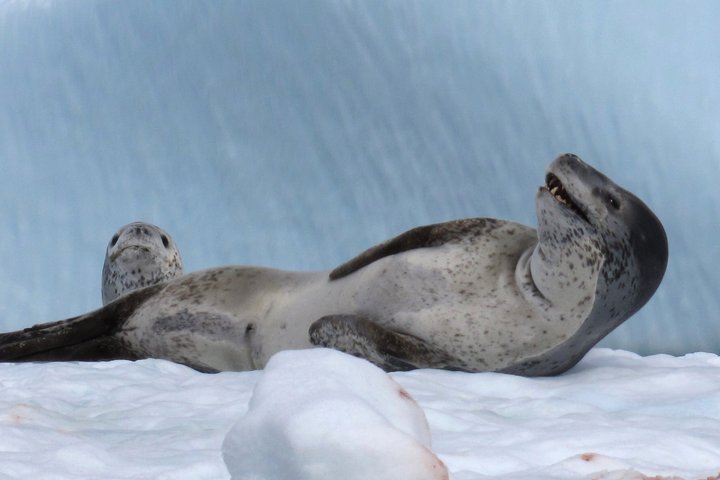 Leopardenrobbe in der Antarktis