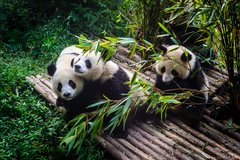 Pandas in Chengdu