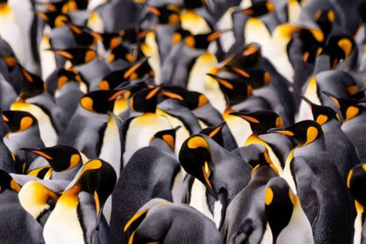Königspinguin-Kolonie