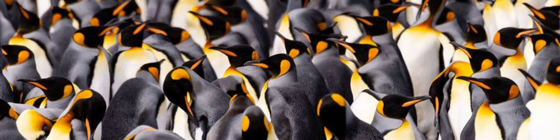 Königspinguinkolonie