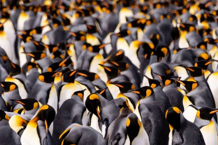 Königspinguine