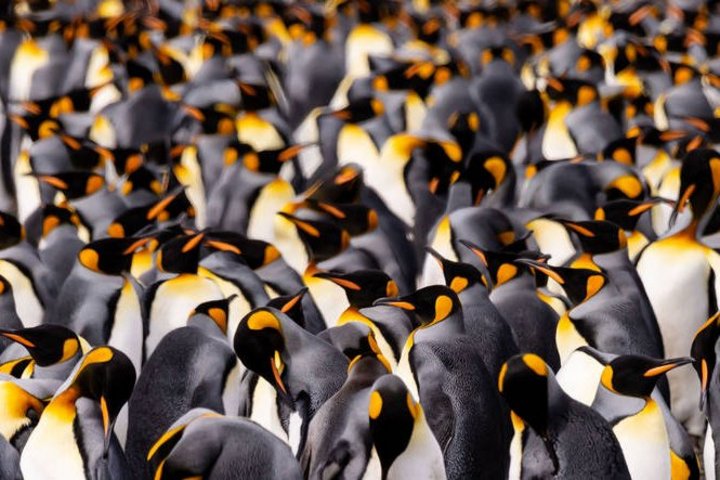 Königspinguinkolonie