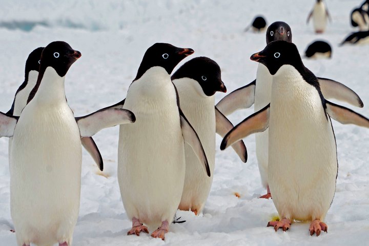 Adelie Pinguine in der Antarktis