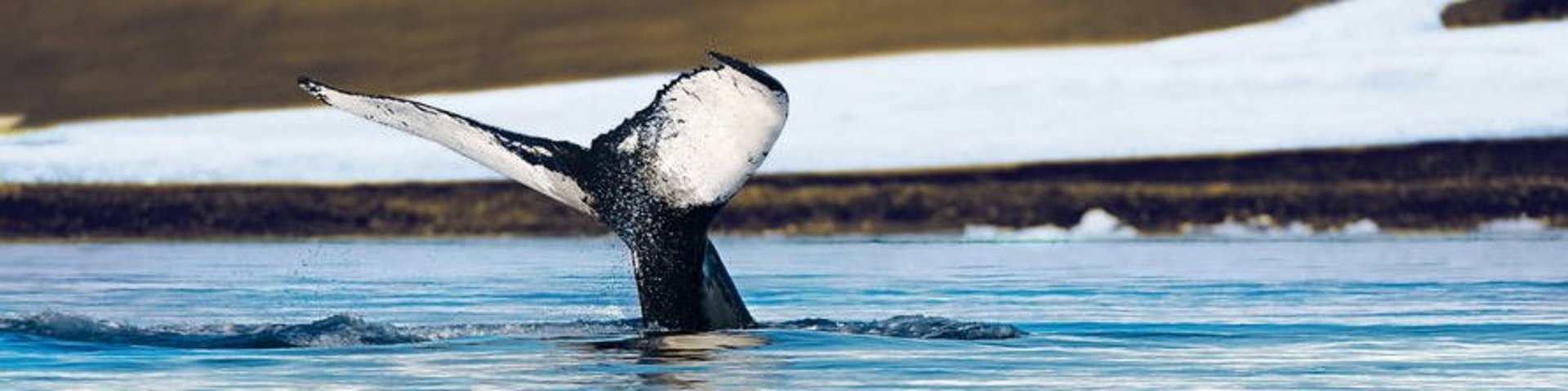 Fluke eines abtauchenden Wals