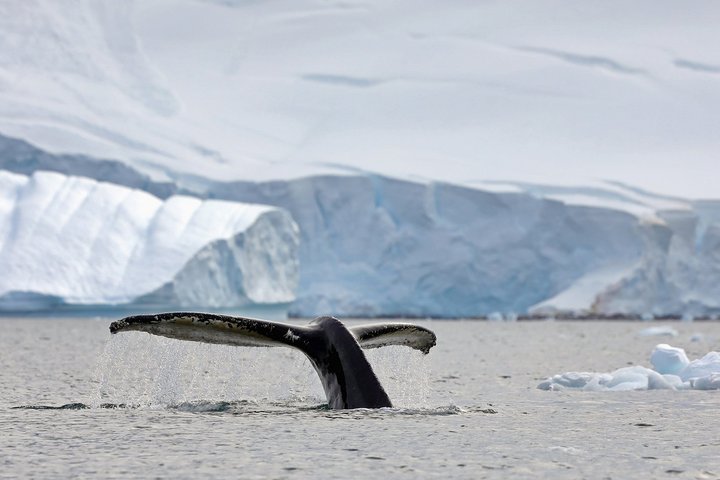 Abtauchender Buckelwal in Antarktika
