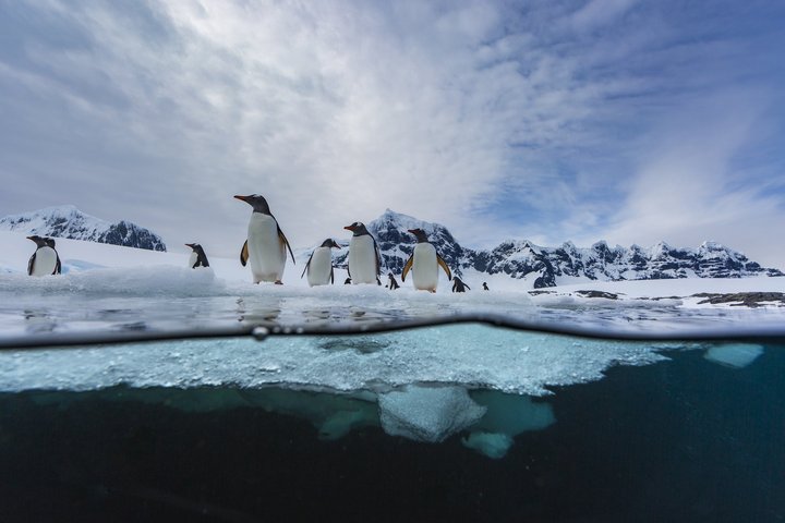 Eselspinguine auf Eisscholle