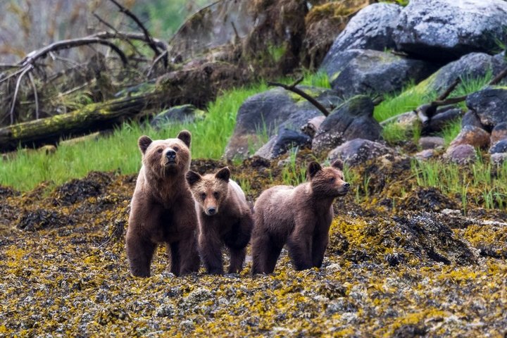 Bärenmutter mit Jungen in British Columbia Bärenmutter mit Jungen in British Columbia