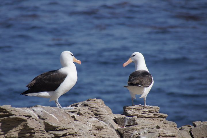 Albatrosse auf Tristan da Cunha