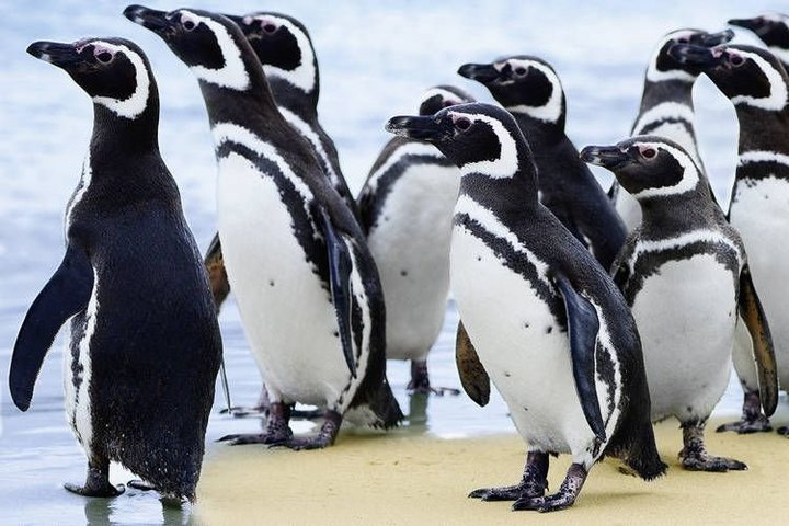 Magellan-Pinguine