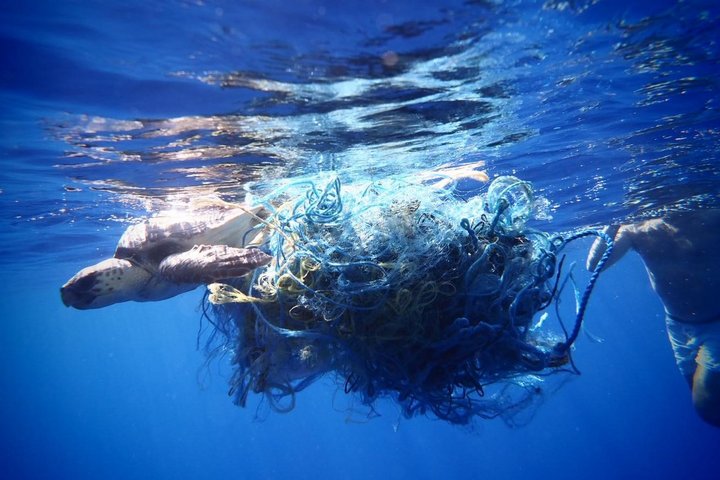 Alnitak – Meeresschildkröte in Geisternetz im Mittelmeer / Foto CopyrightA1