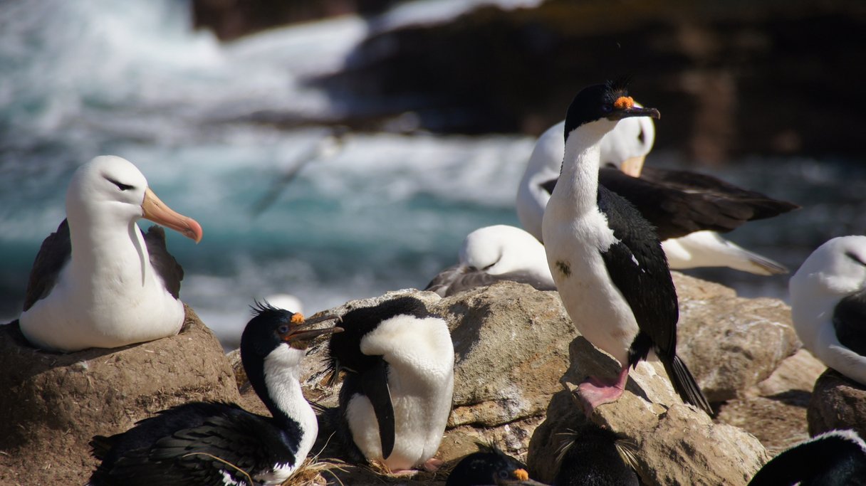 Blauaugenkormorane und Schwarzbrauenalbatrosse auf New Island Blauaugenkormorane und Schwarzbrauenalbatrosse auf New Island