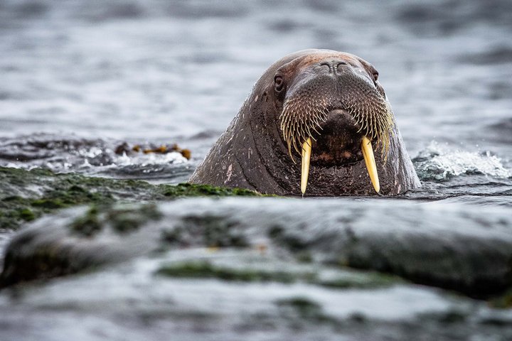 Walross in Spitzbergen