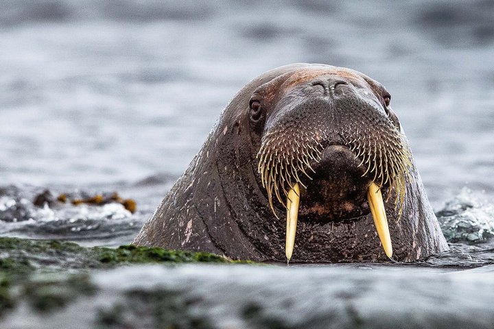 Walross auf Spitzbergen