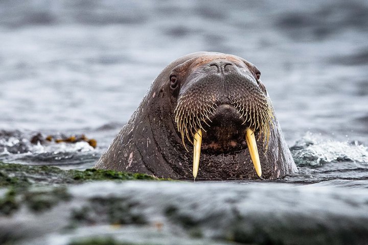 Walross im Wasser