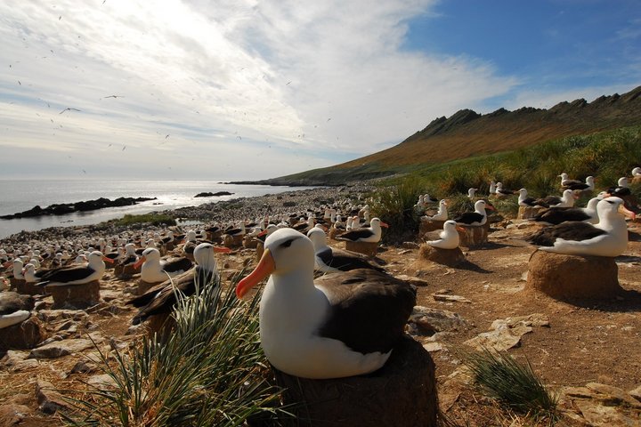 Schwarzbrauenalbatrosse auf den Falkland Inseln Schwarzbrauenalbatrosse auf den Falkland Inseln