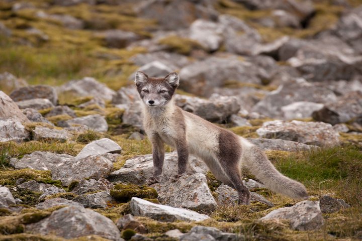 Polarfuchs Polarfuchs
