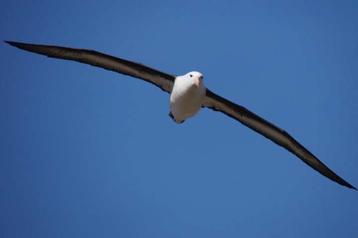 Albatros