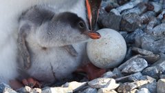 Eselspinguin mit Jungtier in der Antarktis