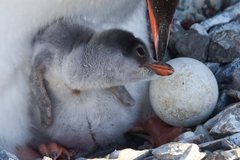 Eselspinguin mit Jungtier in der Antarktis