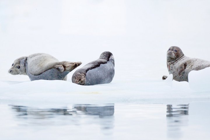 Robben in Alaska