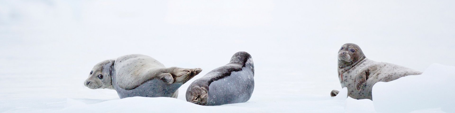 Robben auf einer Eisscholle